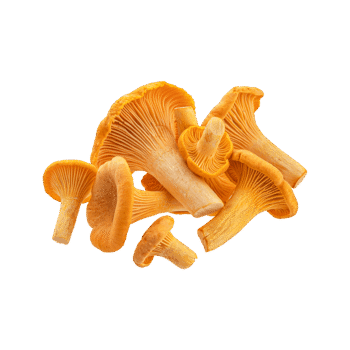 Chanterelle Mushrooms